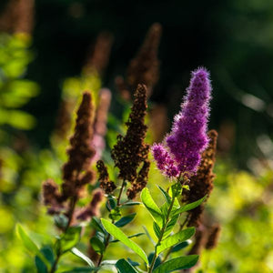 Steeplebush Flower