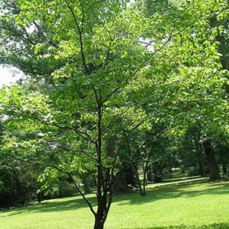 Close-up of pink cornus flowers on Stellar Pink® Dogwood blooming in early spring.