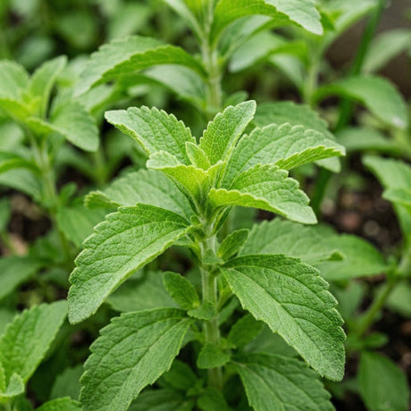 Stevia rebaudiana plant with serrated green leaves arranged in opposite pairs along upright stems.