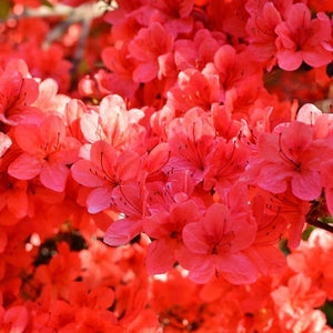 Stewartstonian Azalea - Nature Hills Nursery - #3 Container - 