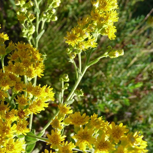 Stiff Goldenrod - Nature Hills Nursery - 2x2x3 Inch Container 3 Pack - 