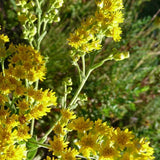 Stiff Goldenrod - Nature Hills Nursery - 2x2x3 Inch Container 3 Pack - 