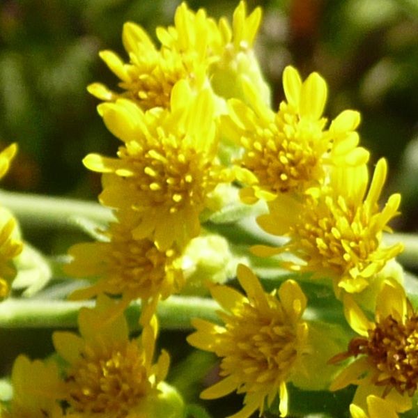 Stiff Goldenrod - Nature Hills Nursery - 2x2x3 Inch Container 3 Pack - 