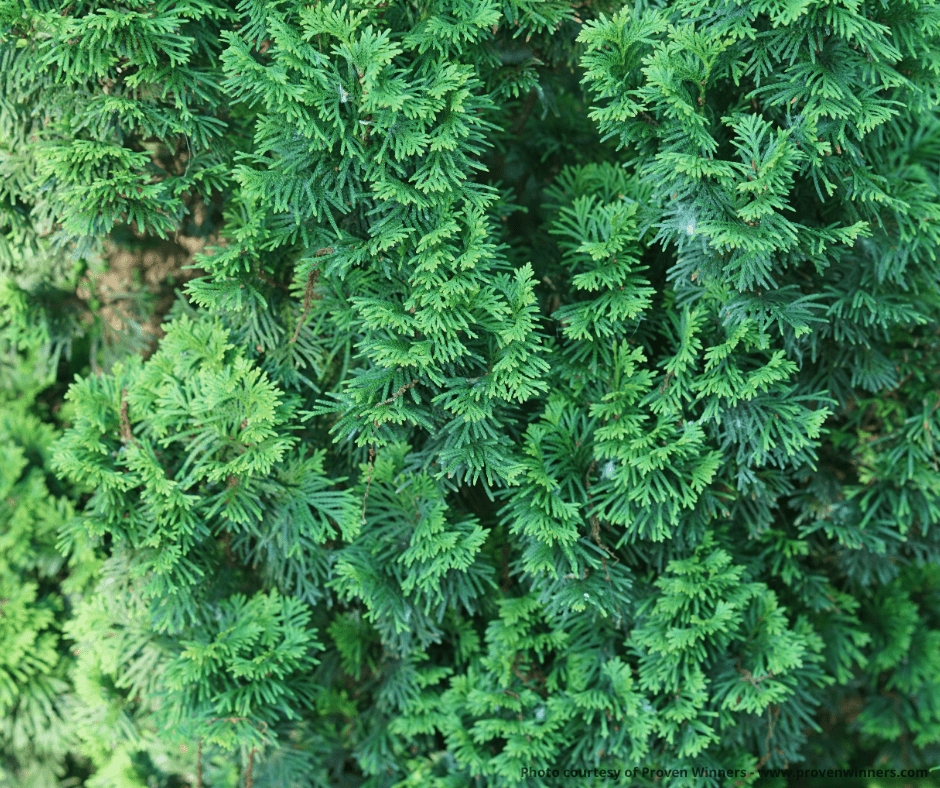 Sting® Arborvitae - Tree - Nature Hills Nursery - 3 Container - 