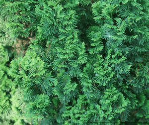 Sting® Arborvitae - Tree - Nature Hills Nursery - 3 Container - 