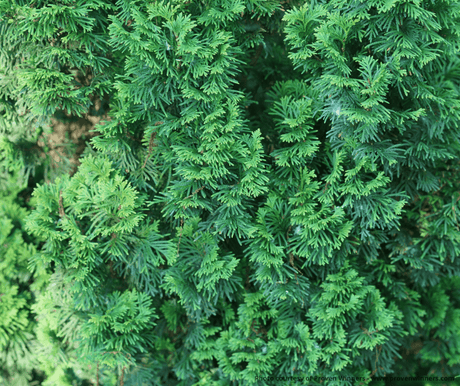 Sting® Arborvitae - Tree - Nature Hills Nursery - 3 Container - 