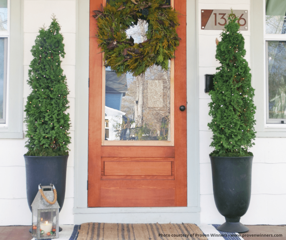 Sting® Arborvitae - Tree - Nature Hills Nursery - 3 Container - 