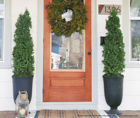 Sting® Arborvitae - Tree - Nature Hills Nursery - 3 Container - 