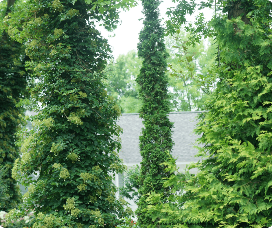 Sting® Arborvitae - Tree - Nature Hills Nursery - 3 Container - 