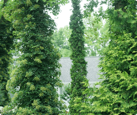 Sting® Arborvitae - Tree - Nature Hills Nursery - 3 Container - 