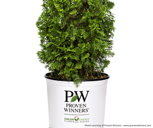 Sting® Arborvitae - Tree - Nature Hills Nursery - 3 Container - 