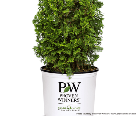 Sting® Arborvitae - Tree - Nature Hills Nursery - 3 Container - 