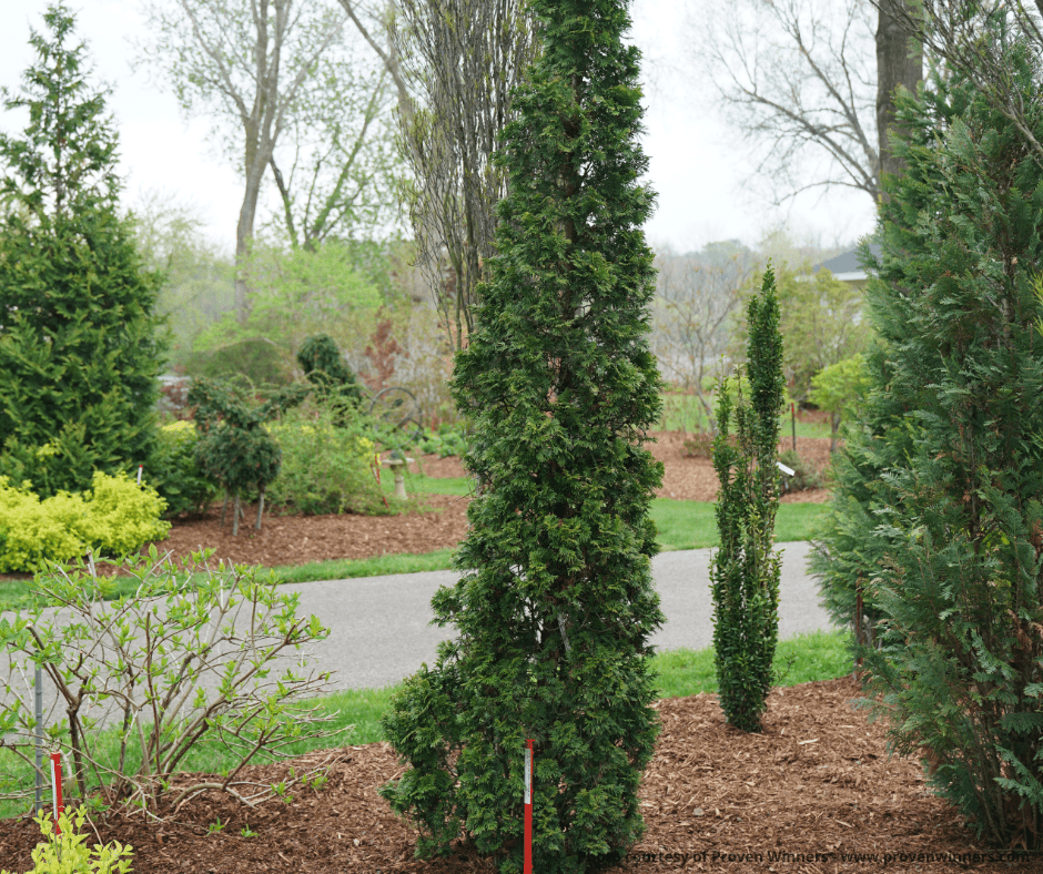 Sting® Arborvitae - Tree - Nature Hills Nursery - 3 Container - 