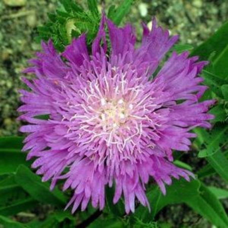 Close-up of purple, white stokesia flowers on Honeysong Purple Stokes Aster blooming in late summer to early fall.