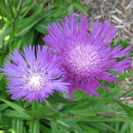Perennial foliage of Honeysong Purple Stokes Aster (Stokesia laevis 'Honeysong') in a garden setting.