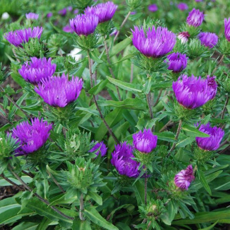 Honeysong Purple Stokes Aster (Stokesia laevis 'Honeysong'), a perennial featuring purple, white flowers and perennial.