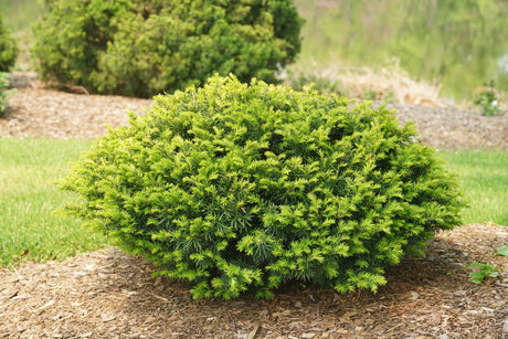 Stonehenge Dark Druid Yew shrub, front view
