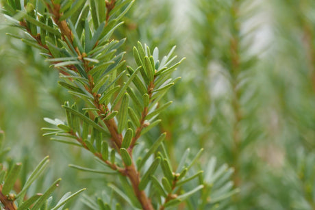 Stonehenge Dark Druid Yew shrub, detail view