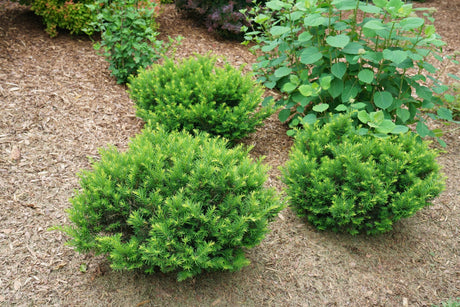 Stonehenge Dark Druid Yew shrub, garden view