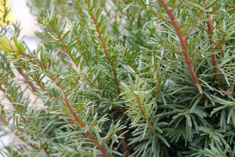 Stonehenge Dark Druid Yew shrub, foliage detail