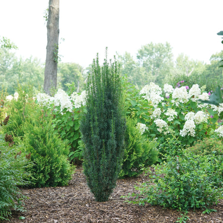 Stonehenge Skinny Yew shrub, front view