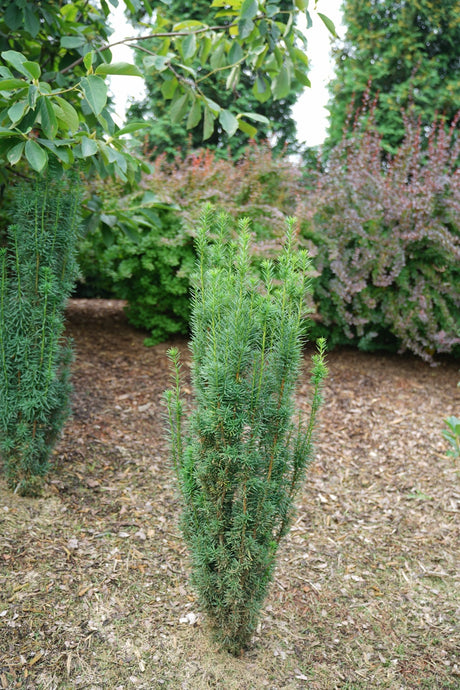 Stonehenge Skinny Yew shrub, side view