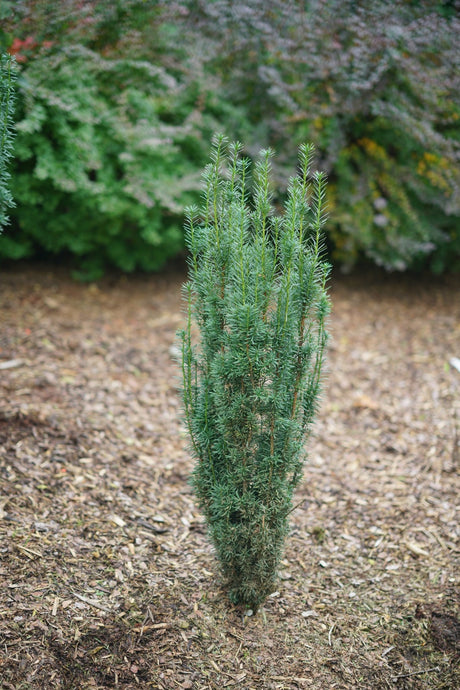 Stonehenge Skinny Yew shrub, detail view