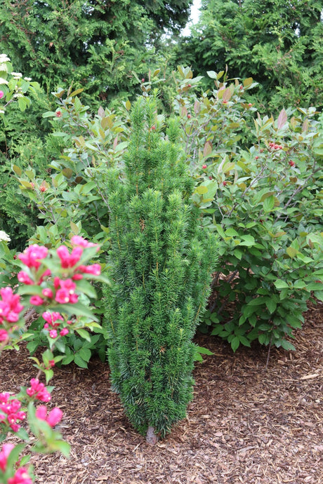 Stonehenge Skinny Yew shrub, lifestyle view