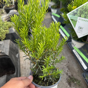 A small Stonehenge Yew plant in a gray pot, held by a hand,