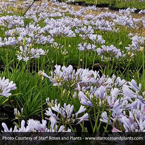 Straight A&trade; Barley Blue Lily of the Nile