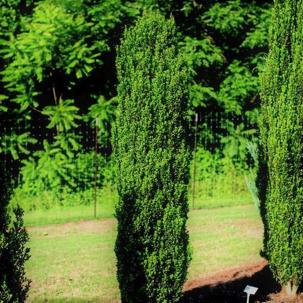 Straight & Narrow® Japanese Holly