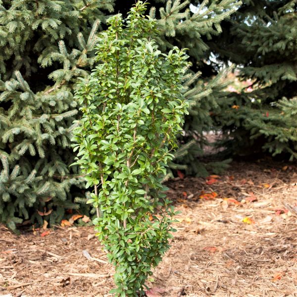 Straight Talk® Privet