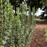 Straight Talk&reg; Privet Hedge - Nature Hills Nursery - 5.5 Inch Container 8 Pack - 