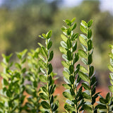 Straight Talk&reg; Privet Hedge - Nature Hills Nursery - 5.5 Inch Container 8 Pack - 