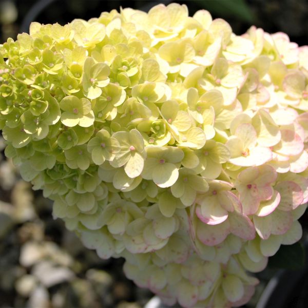 First Editions Strawberry Sundae&trade; Panicle Hydrangea Tree Form