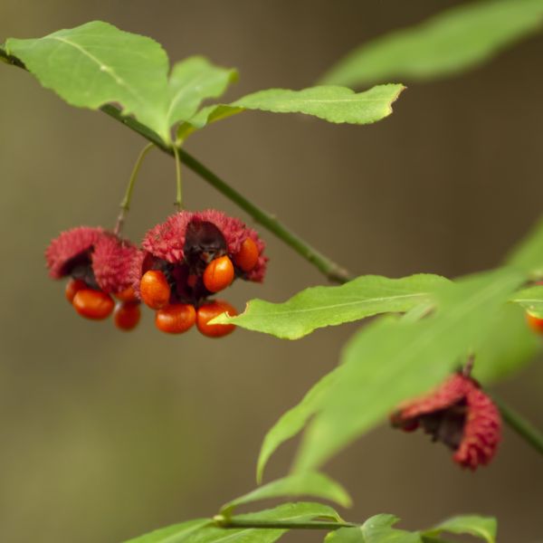 strawberry bush