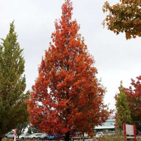 Streetspire® Oak Tree - Tree - Nature Hills Nursery - 7 Container 5 - 6 Feet - 