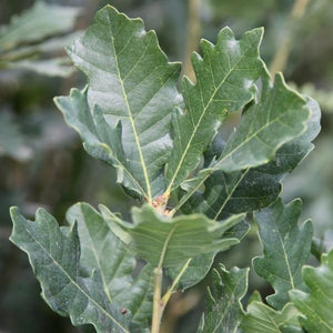 Streetspire® Oak Tree - Tree - Nature Hills Nursery - 7 Container 5 - 6 Feet - 
