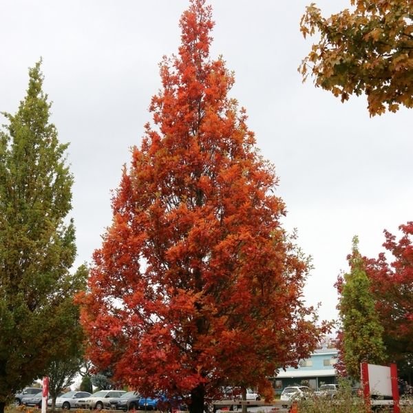 Streetspire&reg; Oak Tree - Nature Hills Nursery - #7 Container 5 - 6 Feet - 