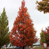 Streetspire&reg; Oak Tree - Nature Hills Nursery - #7 Container 5 - 6 Feet - 