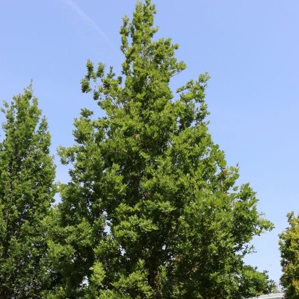Streetspire&reg; Oak Tree - Nature Hills Nursery - #7 Container 5 - 6 Feet - 