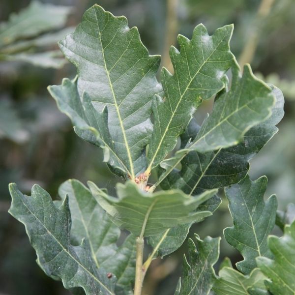 Streetspire&reg; Oak Tree - Nature Hills Nursery - #7 Container 5 - 6 Feet - 