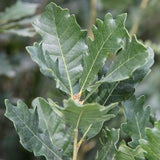 Streetspire&reg; Oak Tree - Nature Hills Nursery - #7 Container 5 - 6 Feet - 