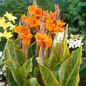 Striata Canna - Nature Hills Nursery - 3 Pack Bulbs - 