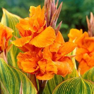 Striata Canna - Nature Hills Nursery - 3 Pack Bulbs - 