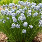 String Theory Amsonia