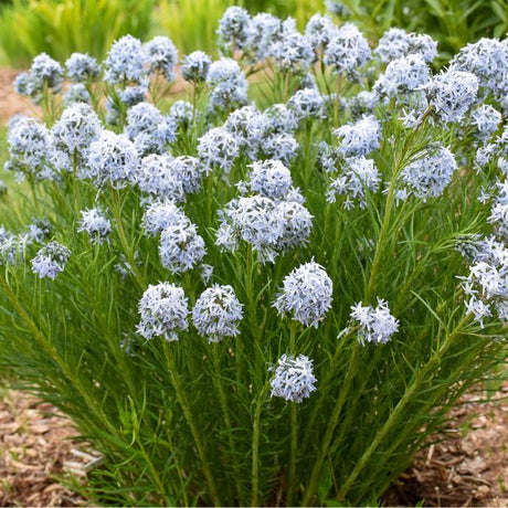String Theory Amsonia