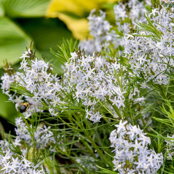 String Theory Amsonia Close up Blooms
