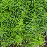 String Theory Amsonia Close Up Foliage