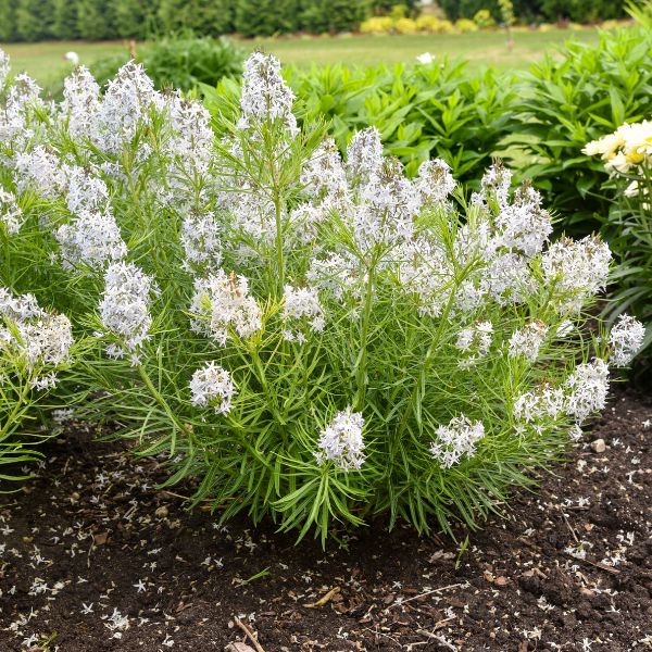 String Theory Amsonia in Landscape